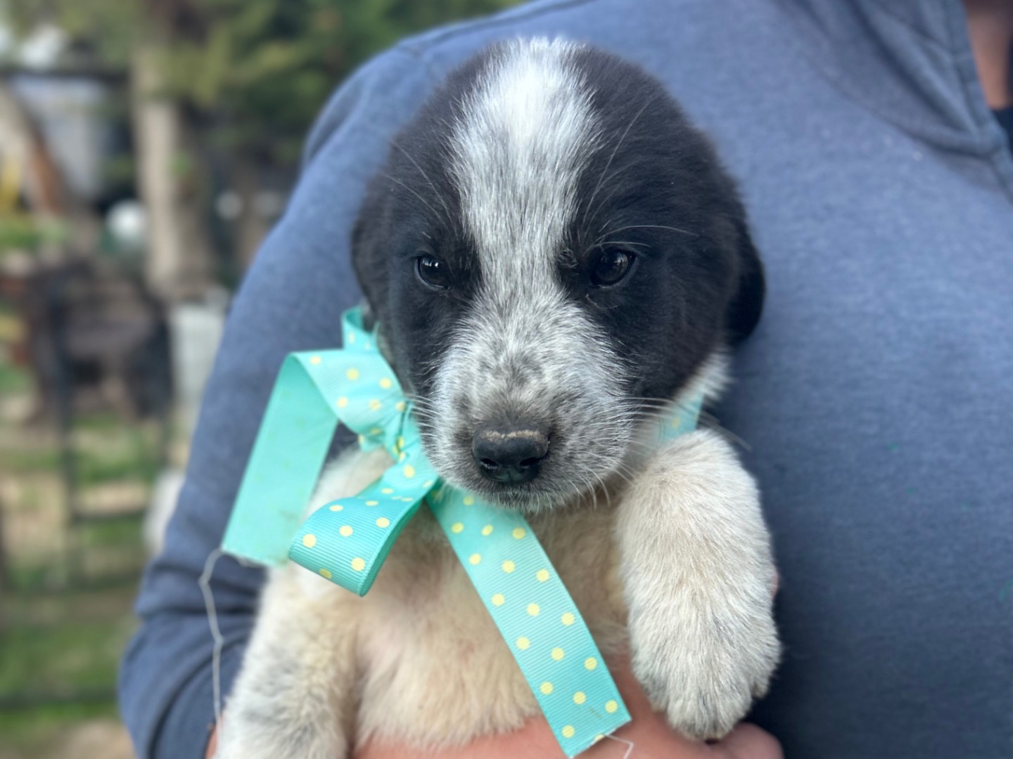 Adotta un cane, taglia media, maschio, Foggia
