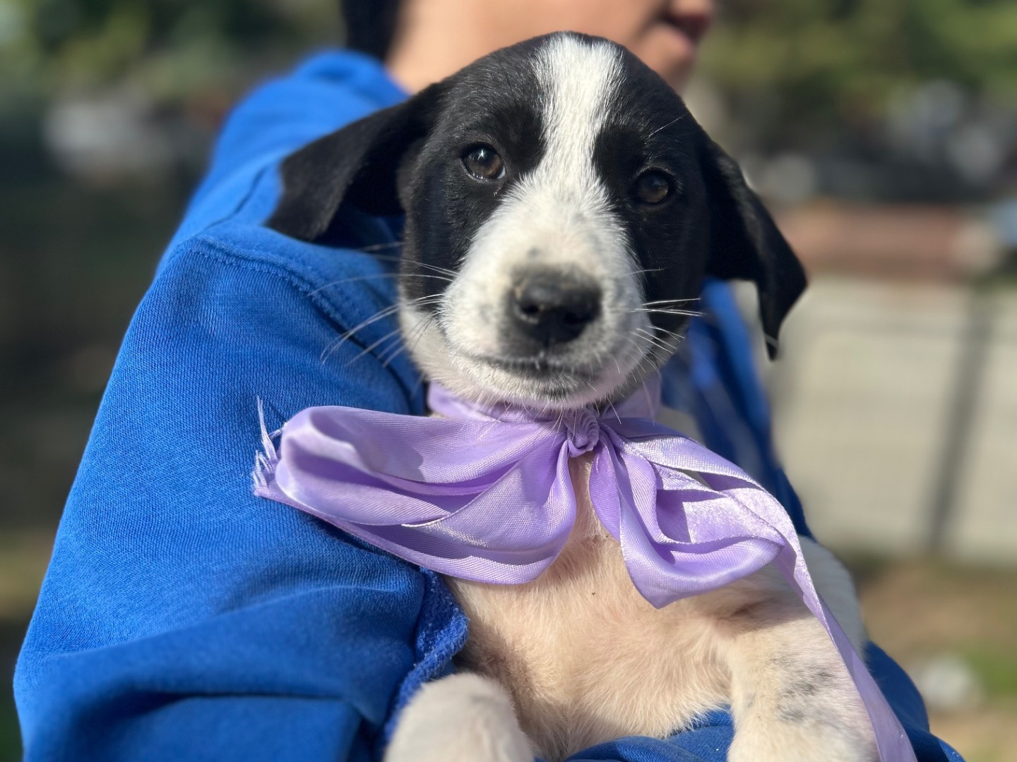 Adozione cane, femmina, Razza sconosciuta Razza sconosciuta, 3 mesi, taglia media, Foggia