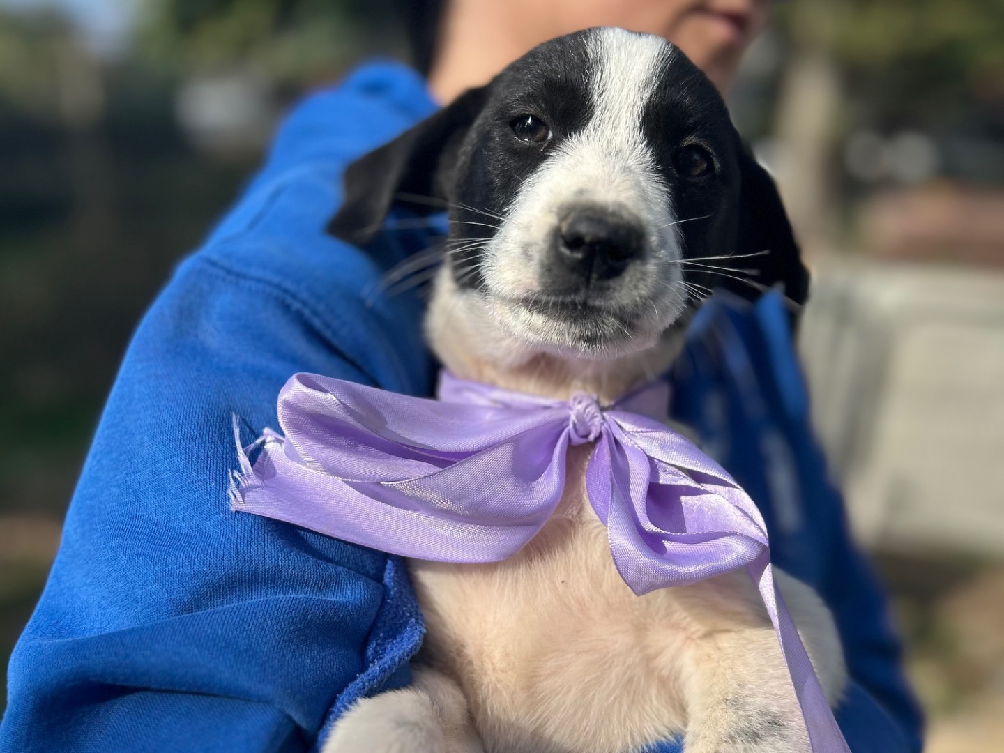 Adotta un cane, femmina, 3 mesi, Foggia