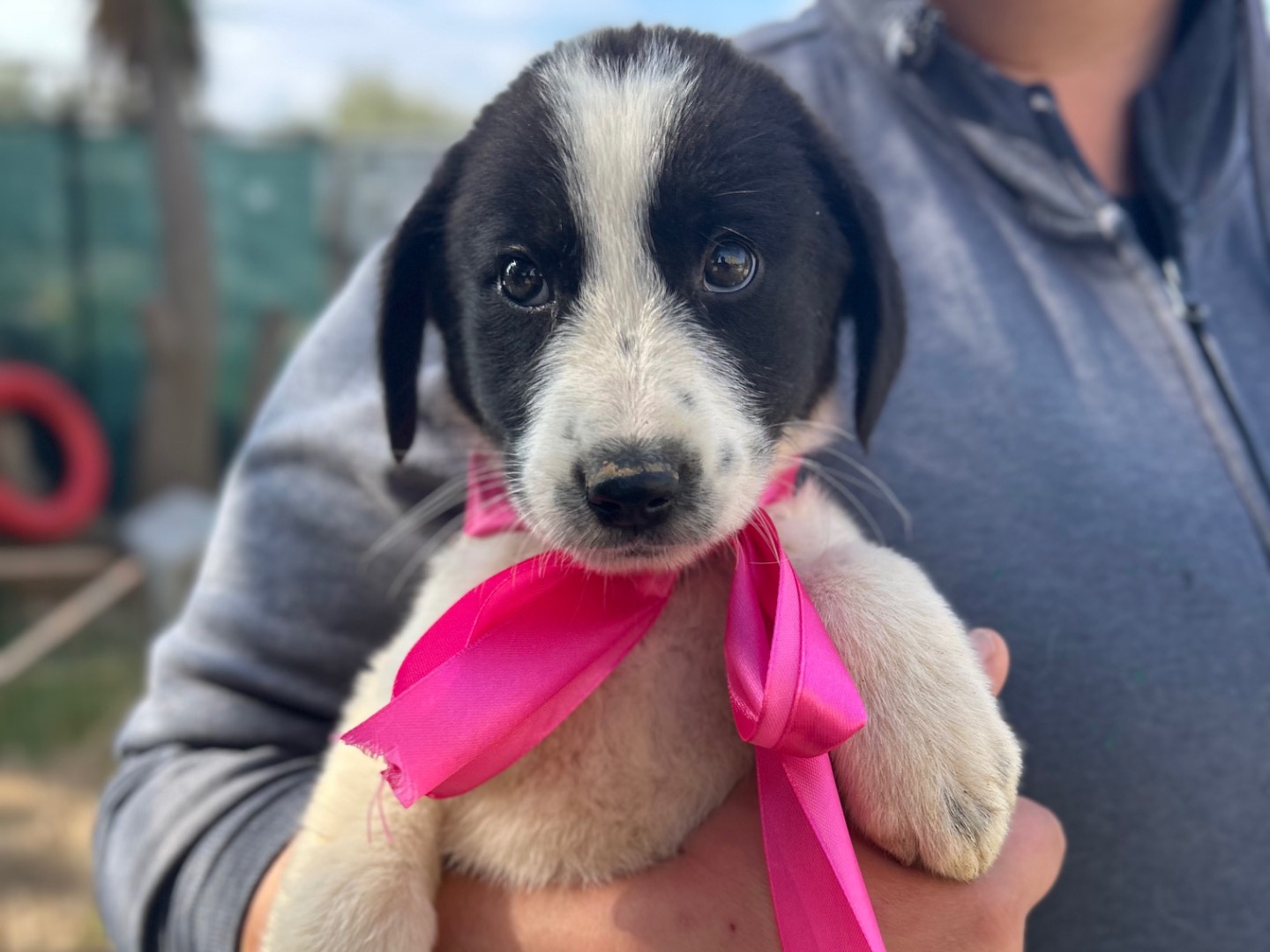 Adozione cane, femmina, Razza sconosciuta Razza sconosciuta, 3 mesi, taglia media, Foggia