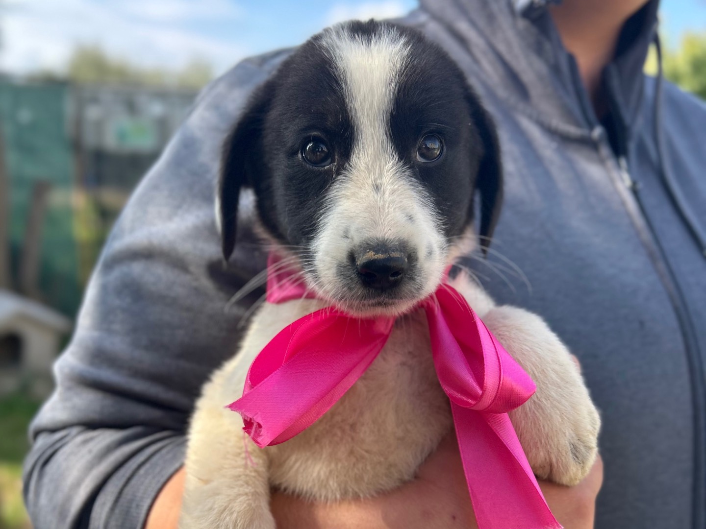 Adotta un cane, femmina, 3 mesi, Foggia