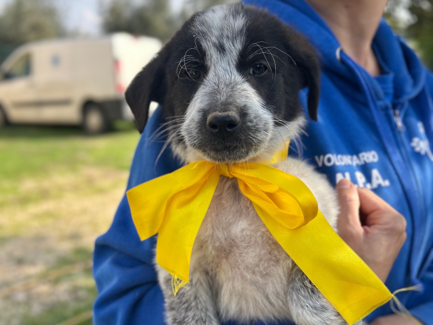 Adotta un cane, maschio, 3 mesi, Foggia