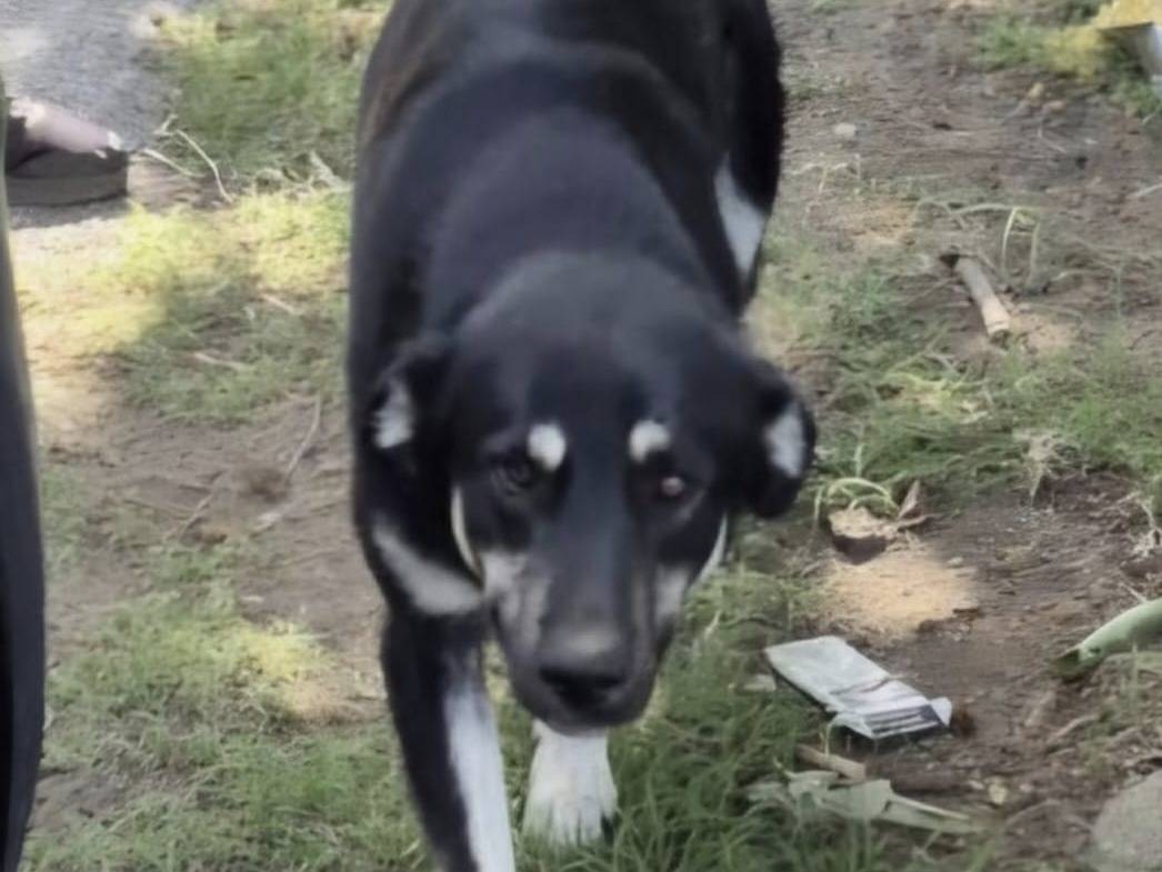 Adotta un cane, maschio, 2 anni e 2 mesi, Avellino