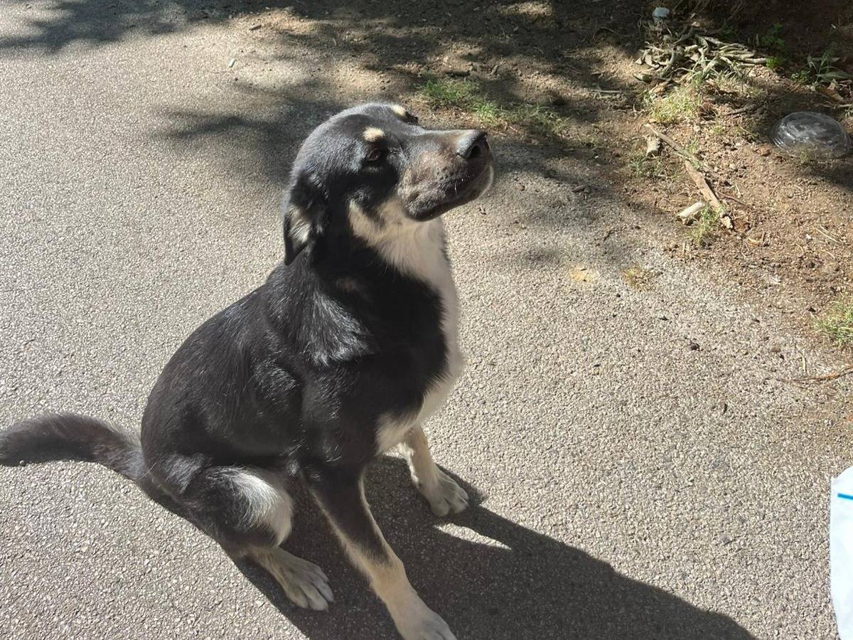 Adotta un cane, taglia media, maschio, Avellino