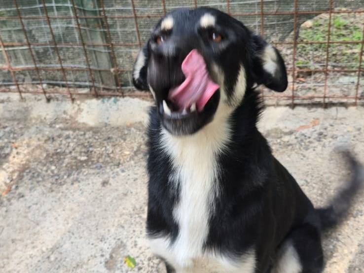 Vuoi adottare un cane a Avellino?