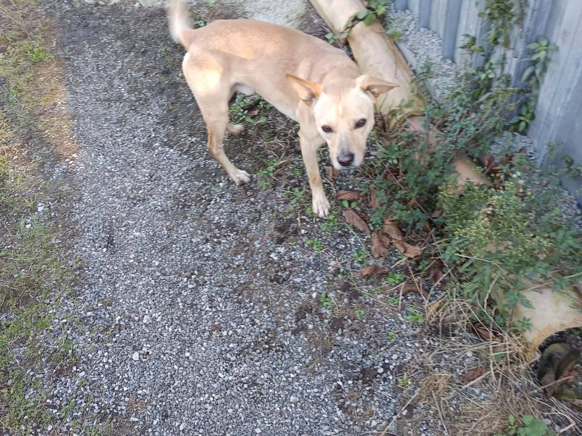 Adozione cane, maschio, Razza sconosciuta Razza sconosciuta, 3 anni e 2 mesi, taglia media, Avellino