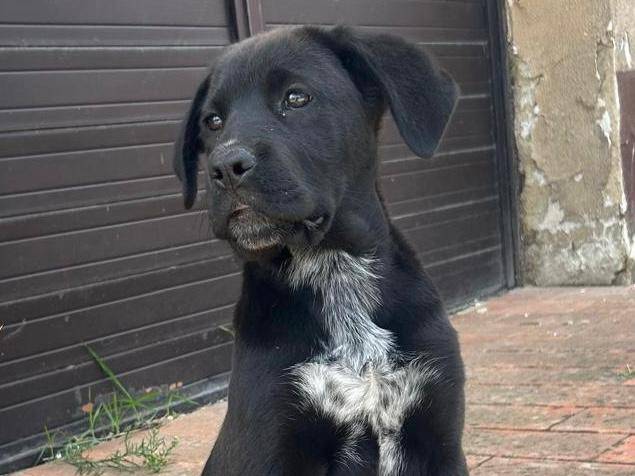 Adozione cane, femmina, Razza sconosciuta Razza sconosciuta, 4 mesi, taglia media, Caltanissetta