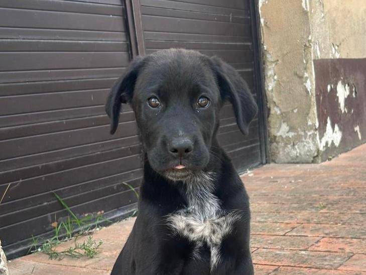 Adotta un cane, femmina, 4 mesi, Caltanissetta