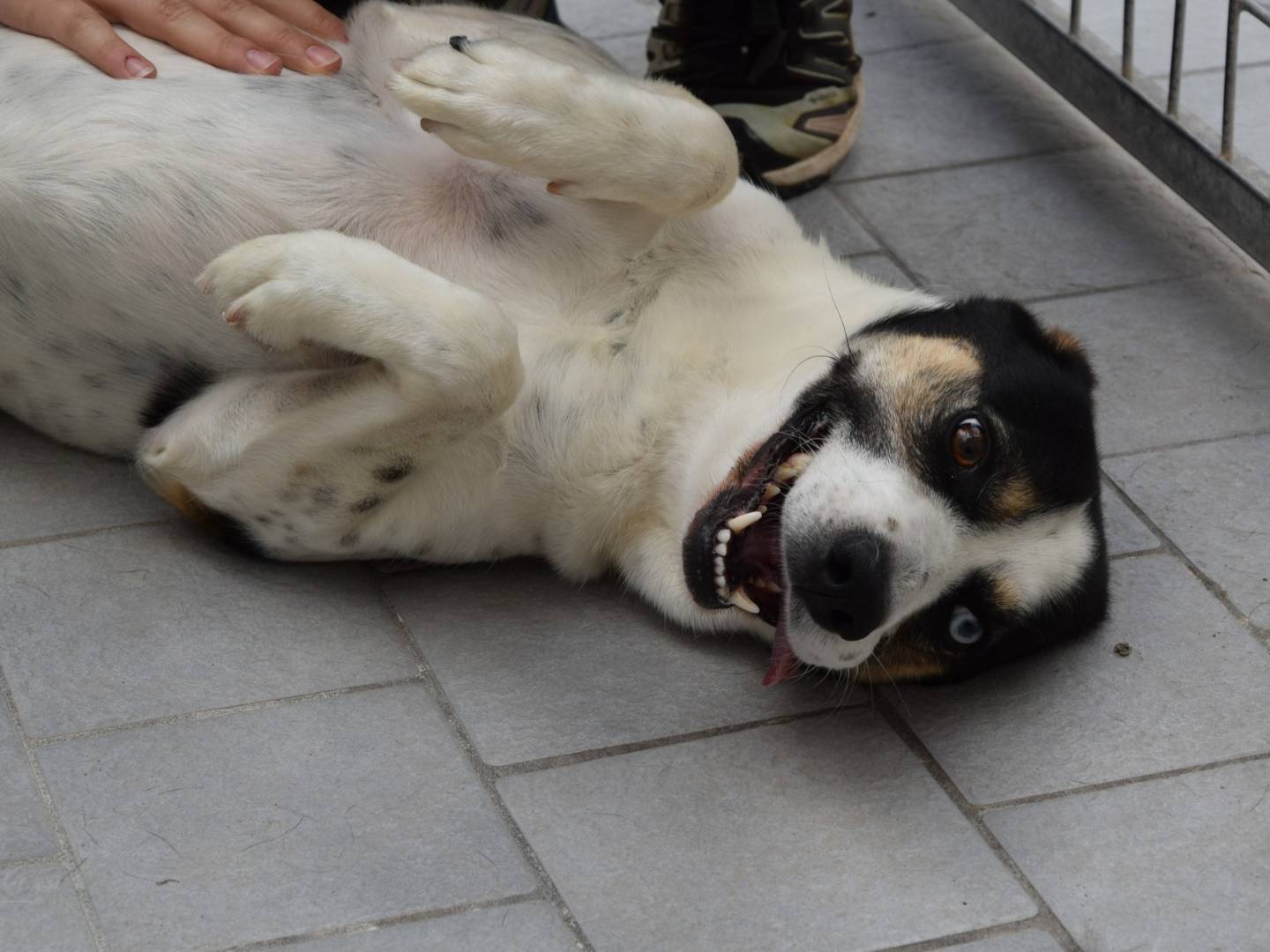 Adozione cane, maschio, Razza sconosciuta Razza sconosciuta, 4 anni e 2 mesi, taglia media contenuta, Chieti
