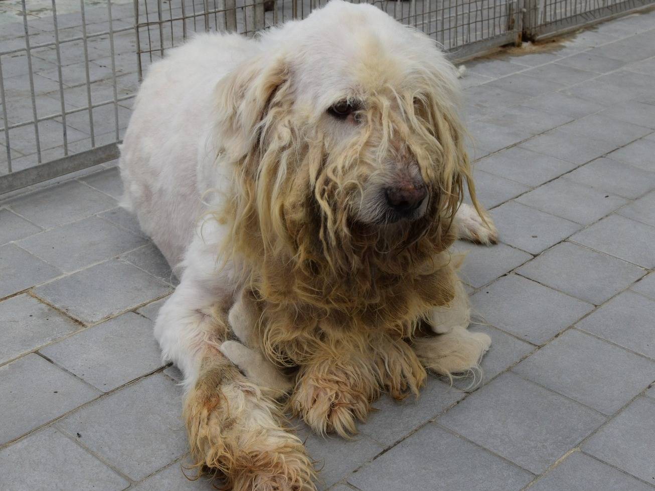 Adozione cane, maschio, Pastore maremmano Razza sconosciuta, 12 anni e 9 mesi, taglia grande, Chieti