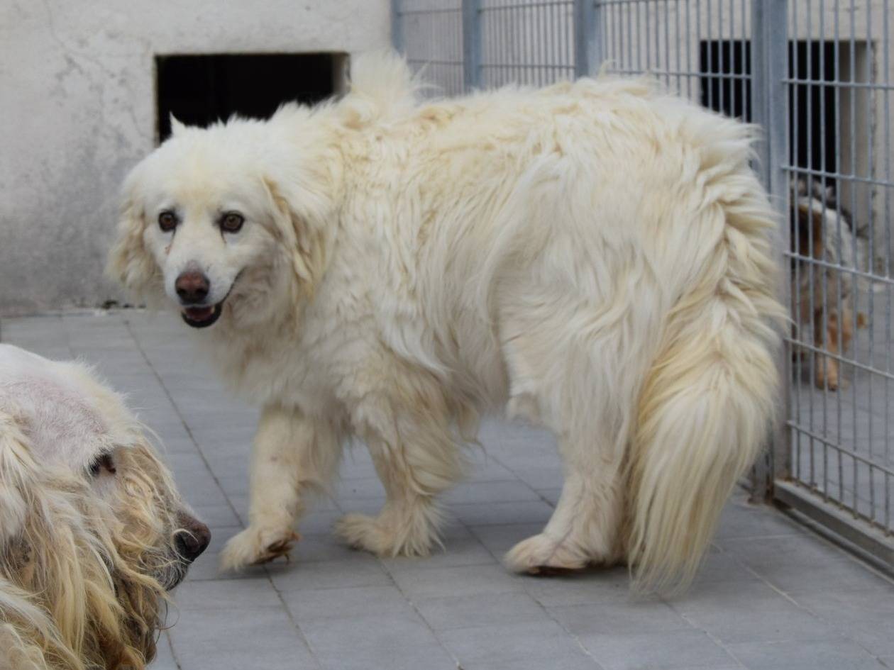 Adozione cane, maschio, Pastore maremmano Razza sconosciuta, 6 anni e 3 mesi, taglia grande, Chieti