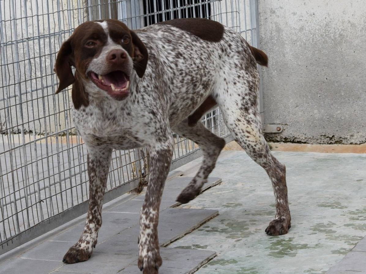 Adozione cane, maschio, Razza sconosciuta Razza sconosciuta, 4 anni e 6 mesi, taglia media, Chieti