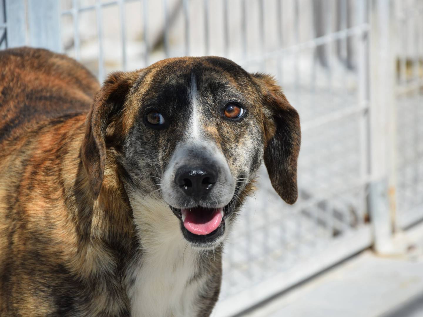 Adozione cane, maschio, Razza sconosciuta Razza sconosciuta, 4 anni e 5 mesi, taglia media contenuta, Chieti