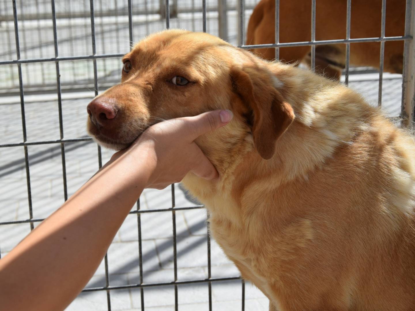 Adozione cane, maschio, Razza sconosciuta Razza sconosciuta, 6 anni, taglia media contenuta, Chieti