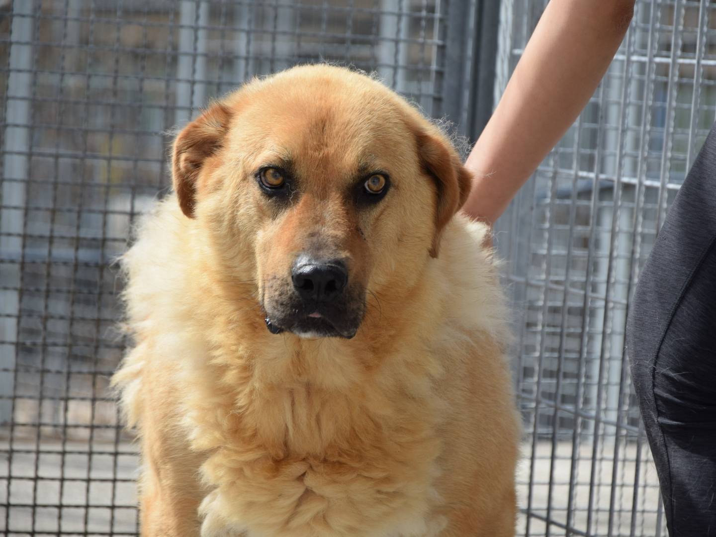 Adozione cane, maschio, Razza sconosciuta Razza sconosciuta, 7 anni e 2 mesi, taglia grande, Chieti