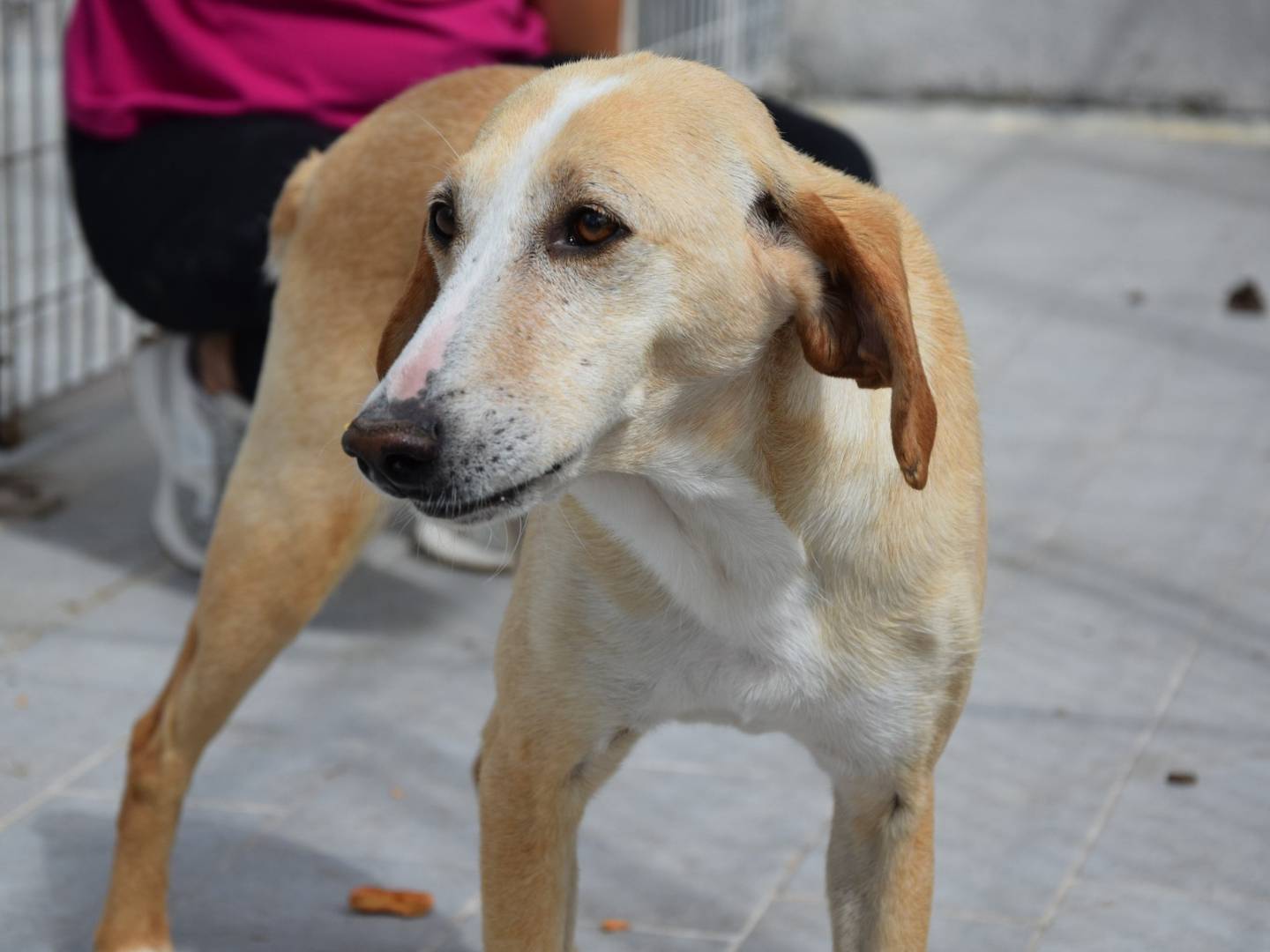 Adozione cane, maschio, Razza sconosciuta Razza sconosciuta, 5 anni e 1 mese, taglia media contenuta, Chieti