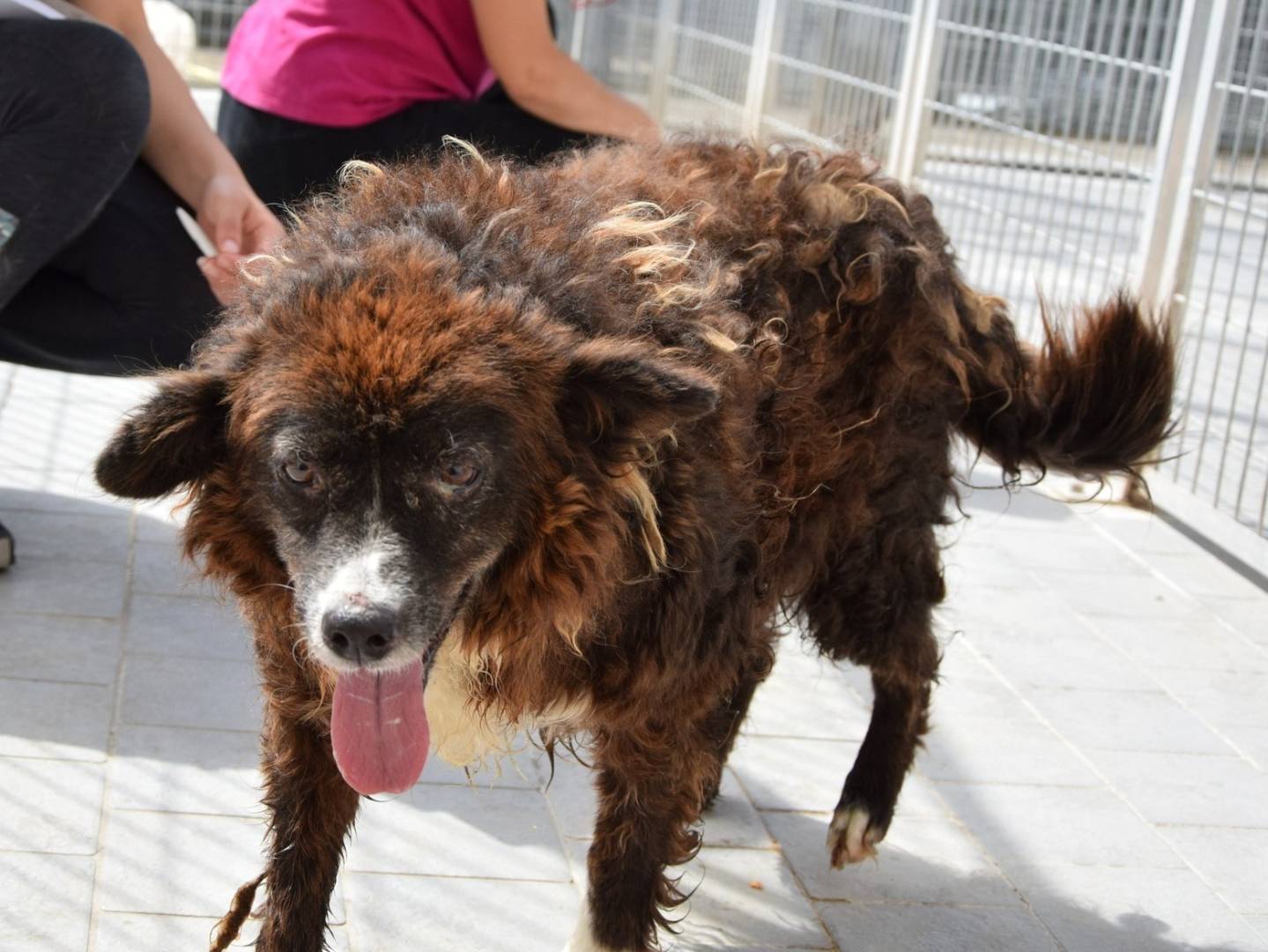 Adozione cane, maschio, Razza sconosciuta Razza sconosciuta, 9 anni e 1 mese, taglia media, Chieti