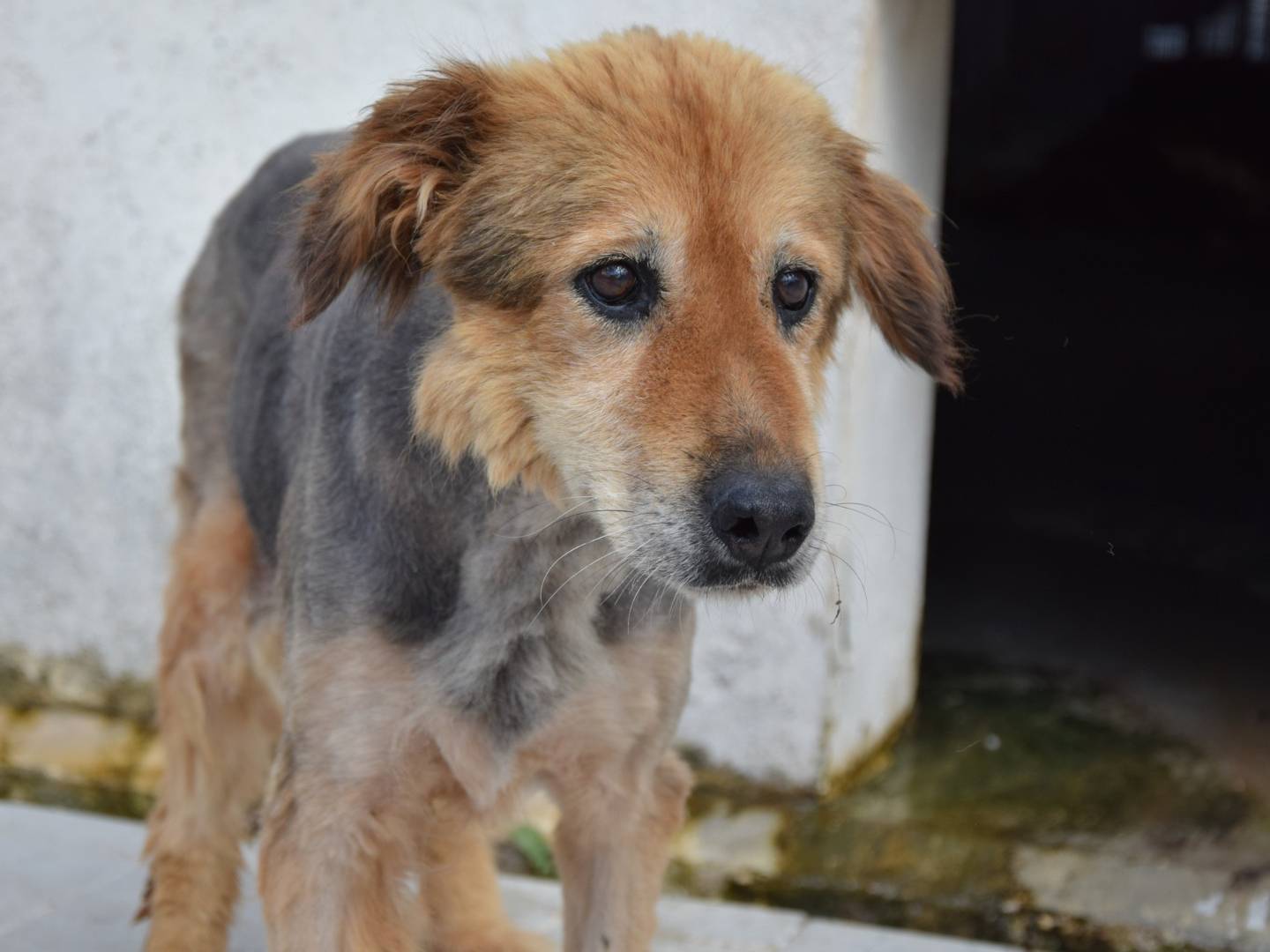 Adozione cane, femmina, Razza sconosciuta Razza sconosciuta, 11 anni e 11 mesi, taglia grande, Chieti