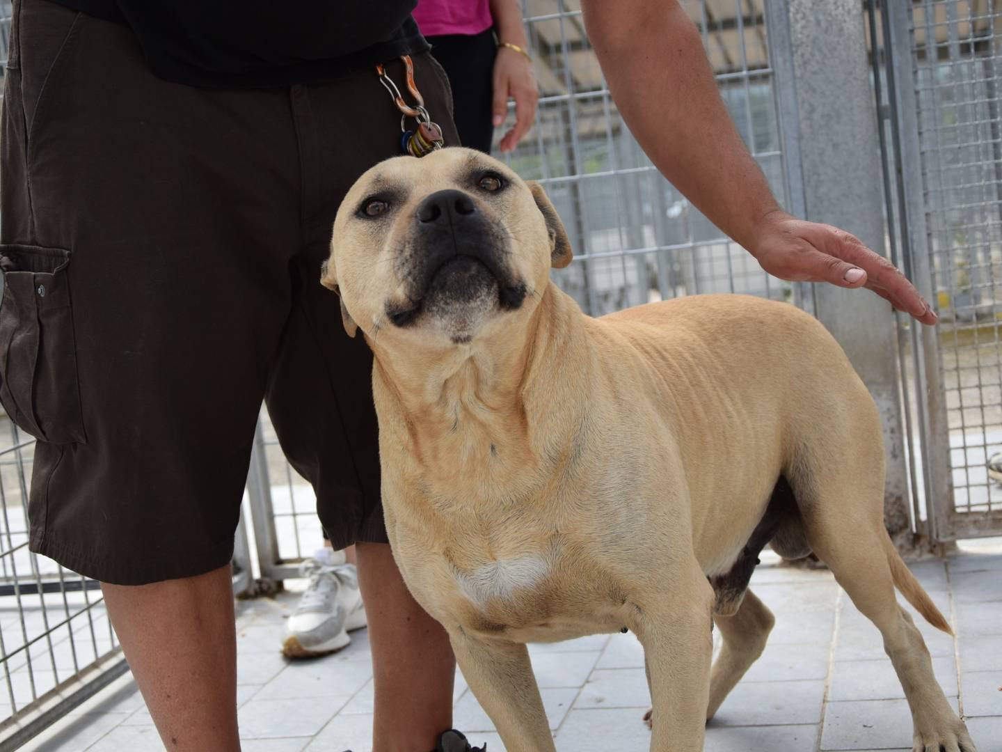 Adozione cane, maschio, Pitbull Razza sconosciuta, 8 anni e 8 mesi, taglia media, Chieti