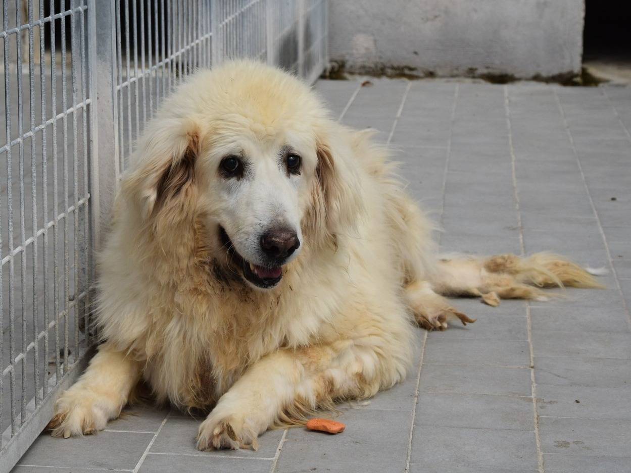 Adozione cane, maschio, Pastore maremmano Razza sconosciuta, 9 anni e 7 mesi, taglia grande, Chieti