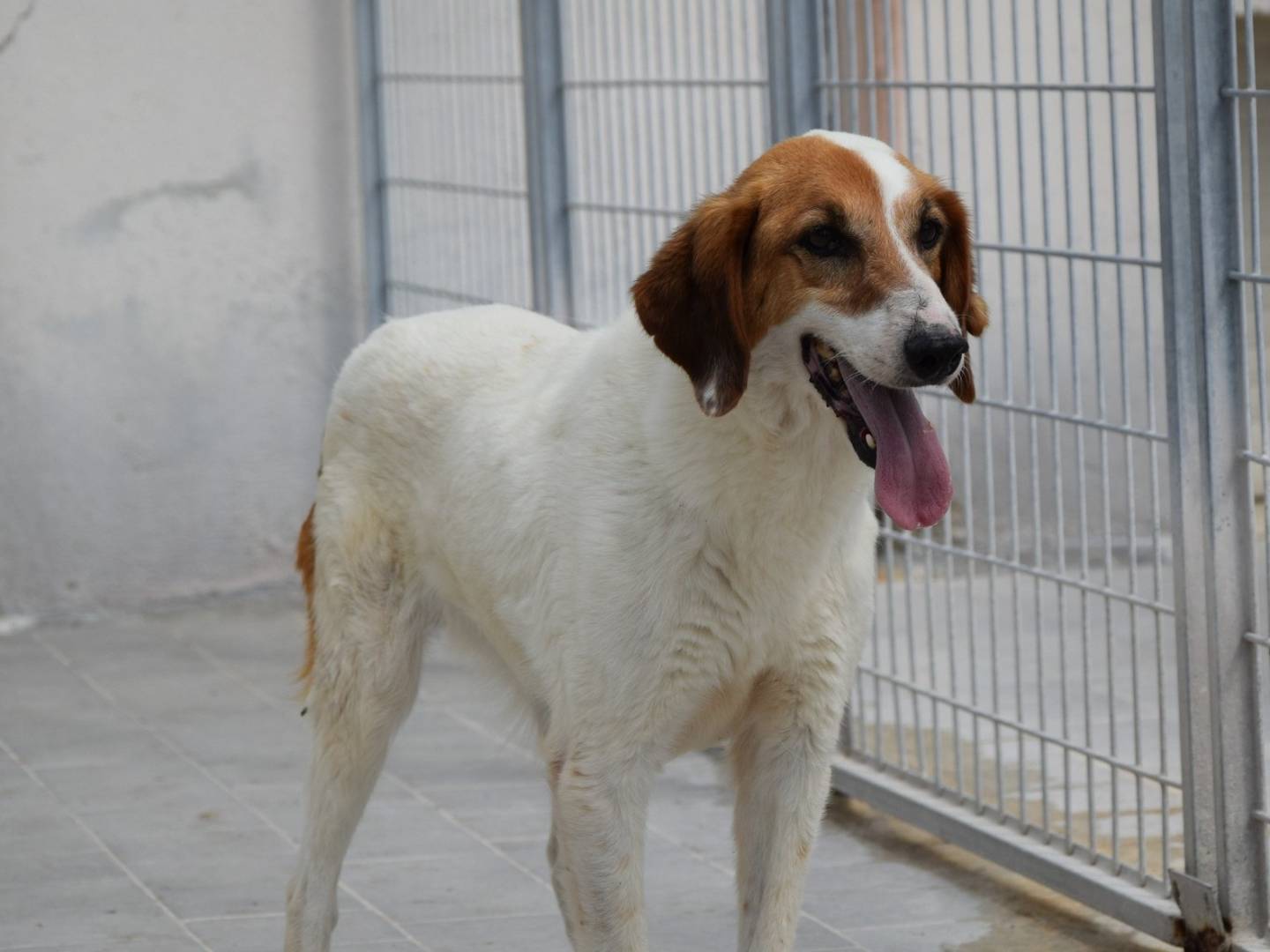 Adozione cane, femmina, Razza sconosciuta Razza sconosciuta, 11 anni, taglia media, Chieti