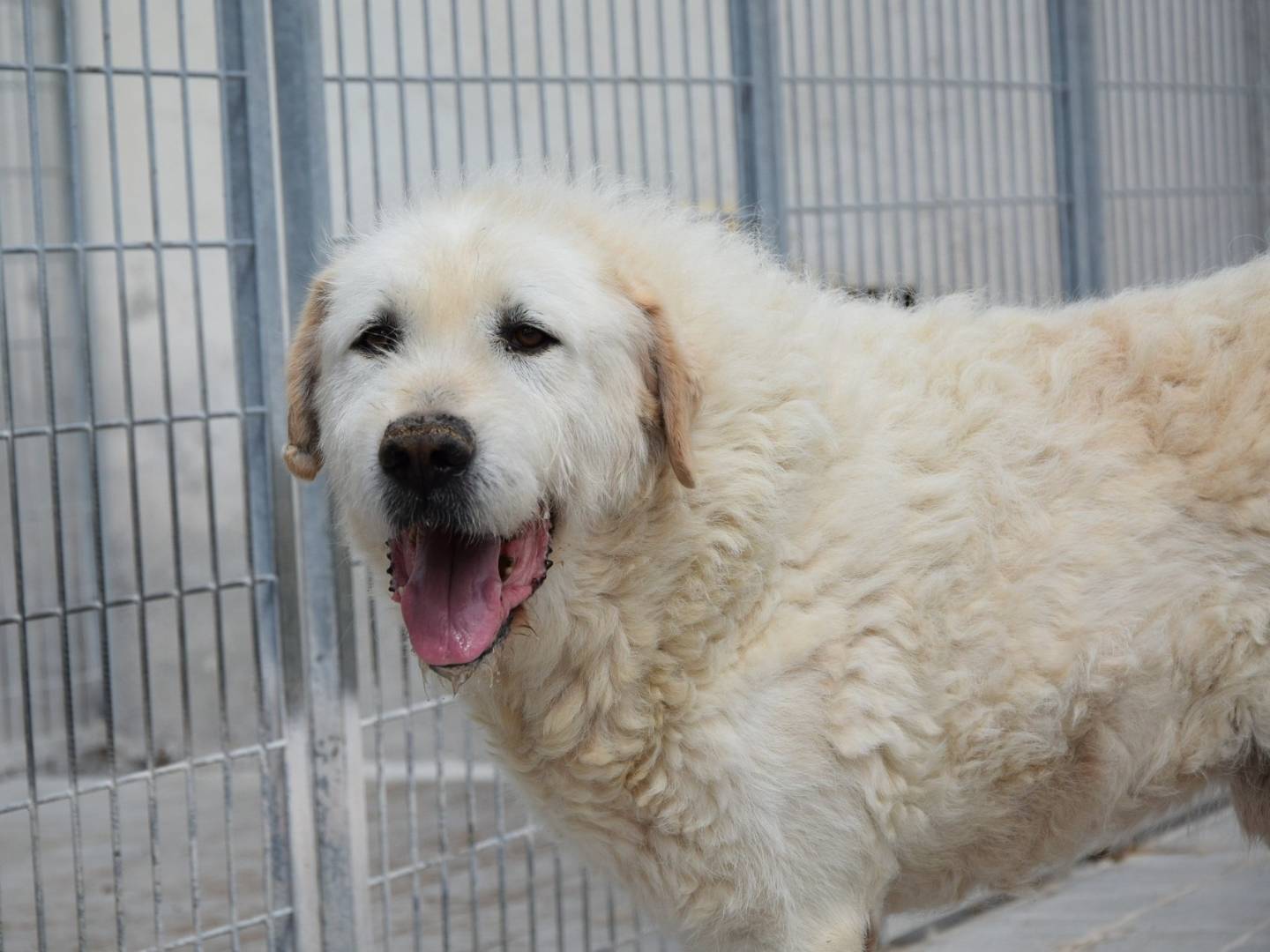 Adozione cane, maschio, Razza sconosciuta Razza sconosciuta, 10 anni, taglia grande, Chieti
