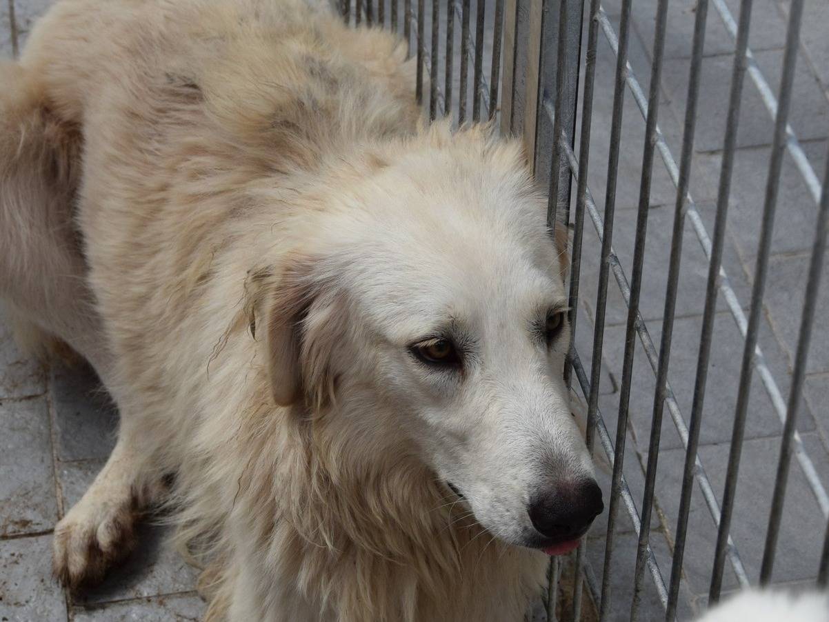 Adozione cane, femmina, Razza sconosciuta Razza sconosciuta, 1 anno e 10 mesi, taglia grande, Chieti