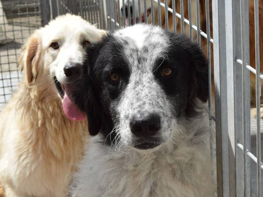 Adozione cane, femmina, Razza sconosciuta Razza sconosciuta, 1 anno e 10 mesi, taglia grande, Chieti