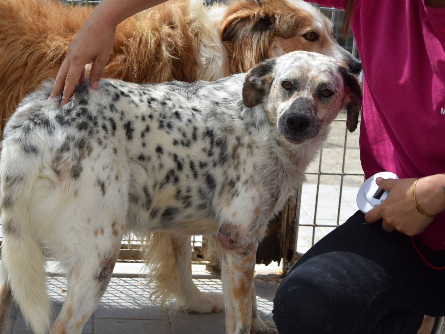Adozione cane, maschio, Razza sconosciuta Razza sconosciuta, 4 anni e 1 mese, taglia media, Chieti