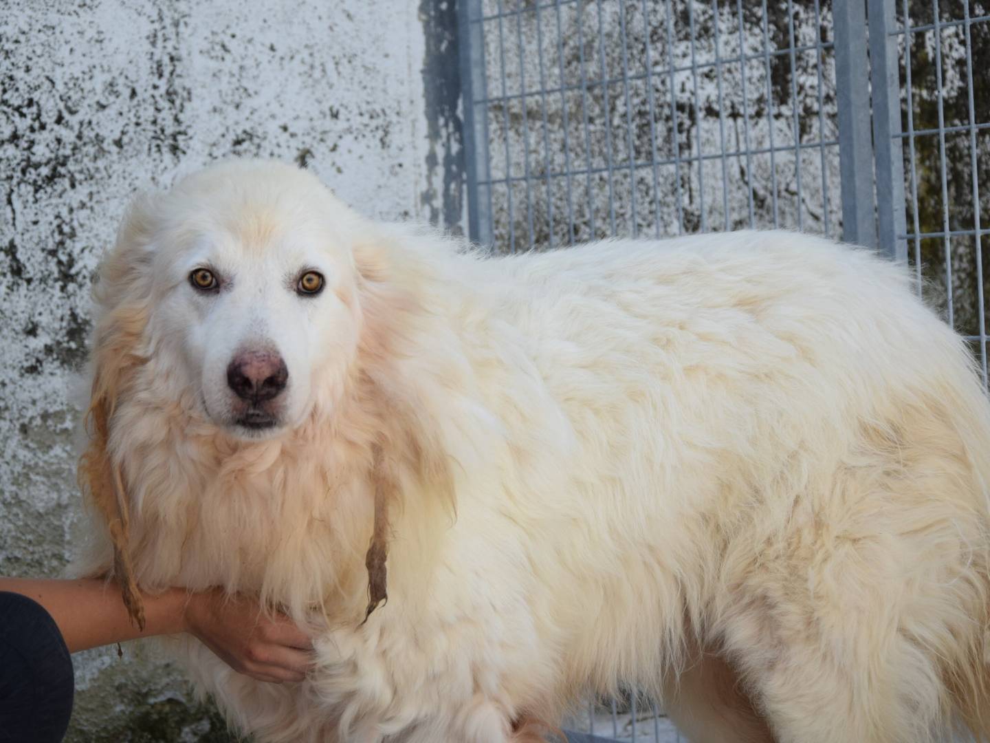 Adozione cane, maschio, Razza sconosciuta Razza sconosciuta, 8 anni e 3 mesi, taglia gigante, Chieti