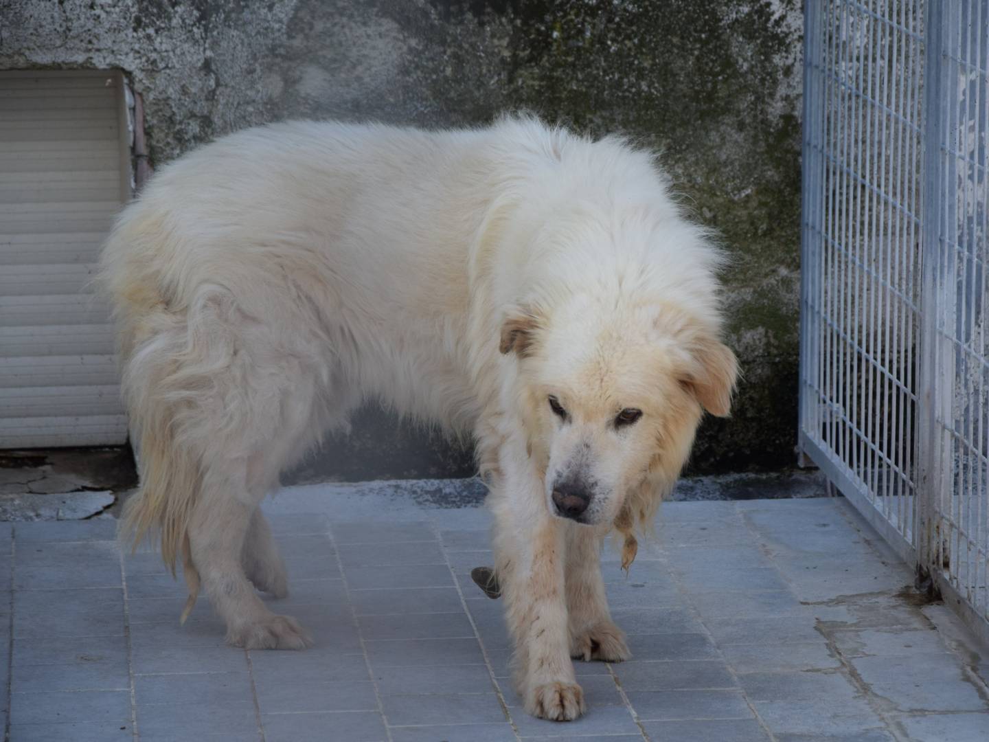 Adozione cane, maschio, Razza sconosciuta Razza sconosciuta, 12 anni e 11 mesi, taglia grande, Chieti