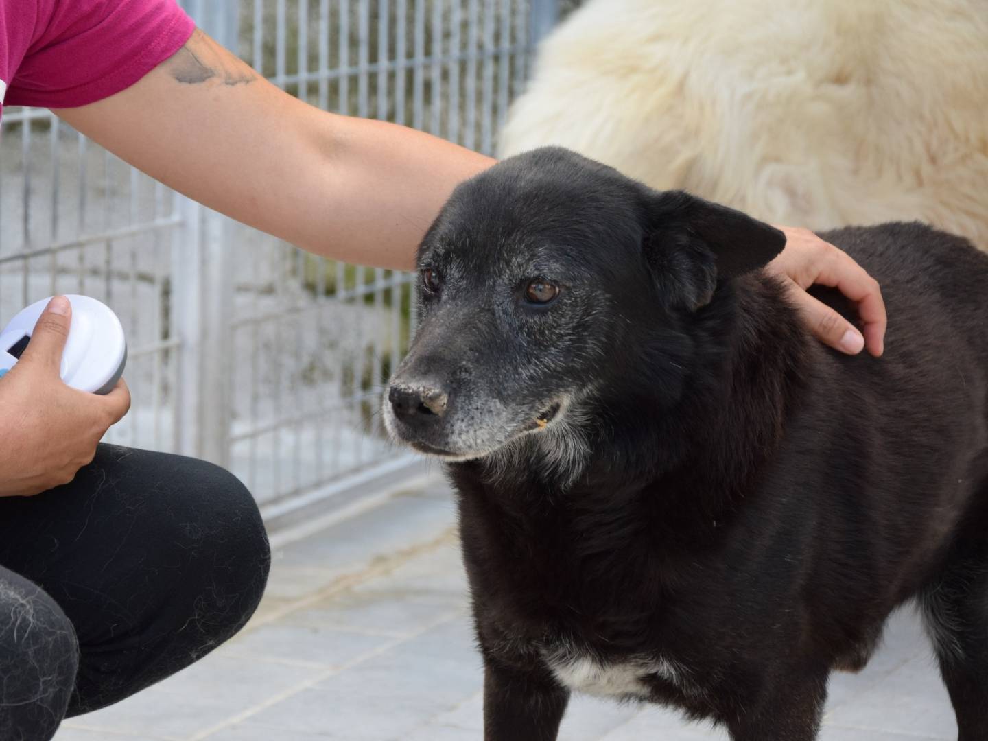 Adozione cane, maschio, Razza sconosciuta Razza sconosciuta, 13 anni, taglia media, Chieti