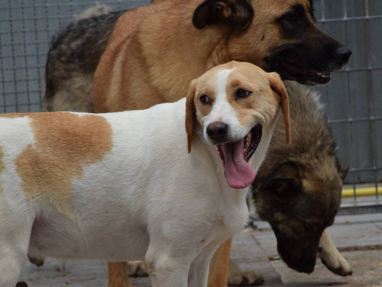 Adozione cane, femmina, Segugio Razza sconosciuta, 2 anni e 9 mesi, taglia media contenuta, Chieti