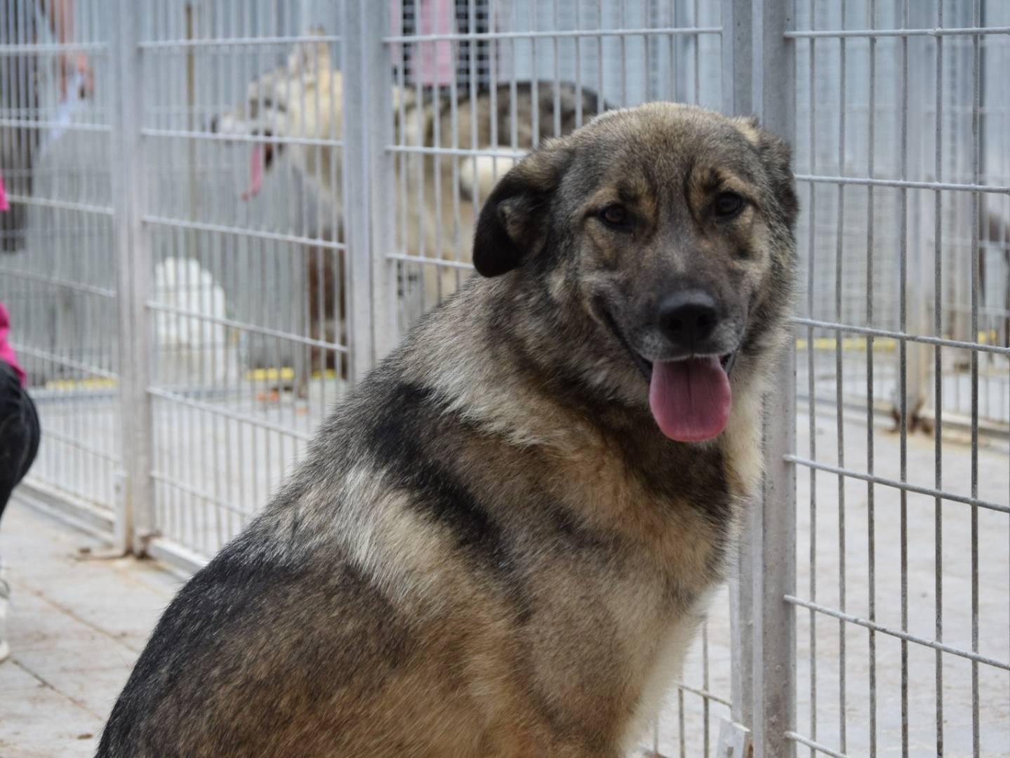 Adozione cane, femmina, Pastore tedesco Razza sconosciuta, 2 anni e 6 mesi, taglia media, Chieti