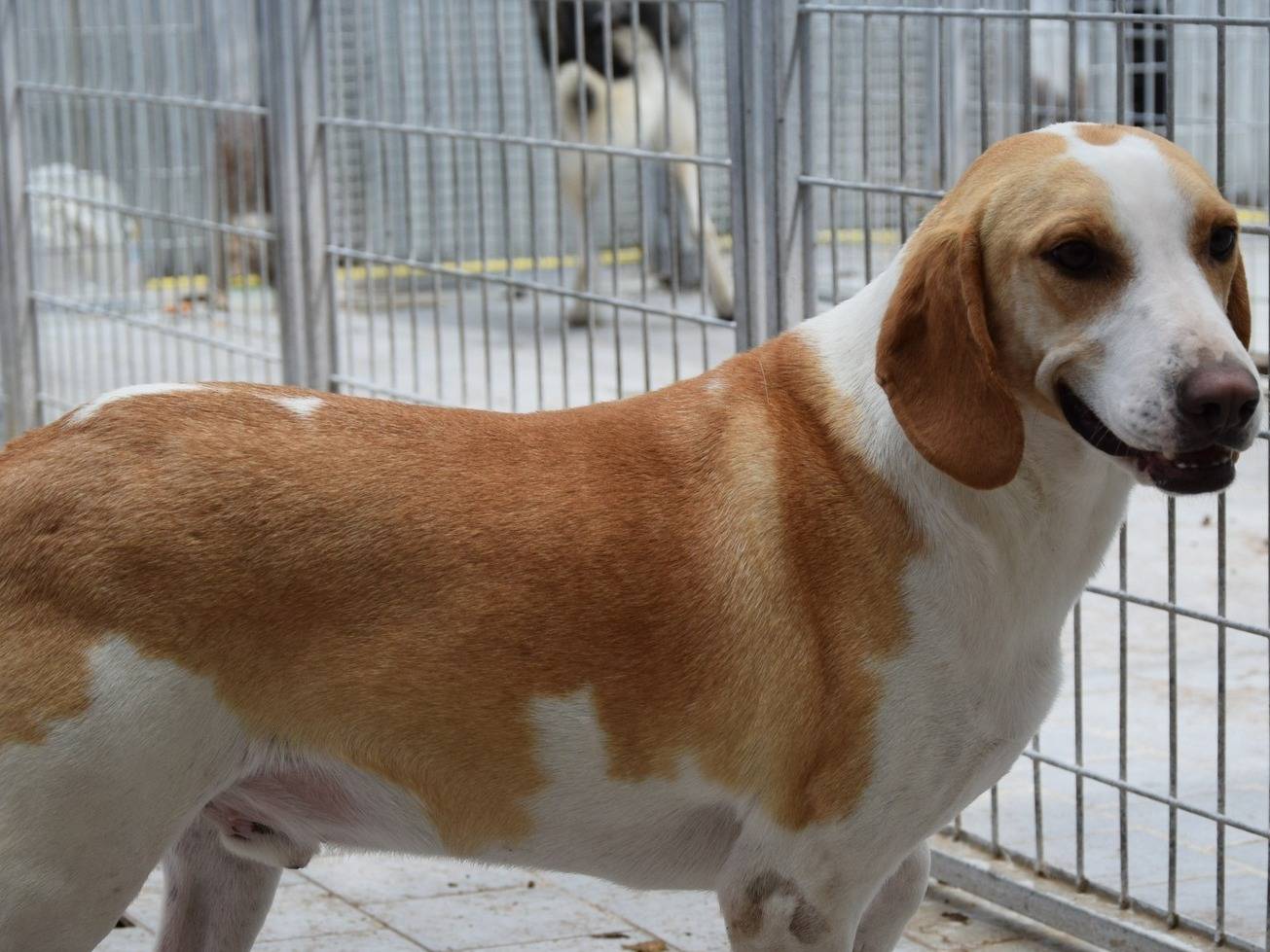 Adozione cane, maschio, Segugio Razza sconosciuta, 2 anni e 6 mesi, taglia media contenuta, Chieti