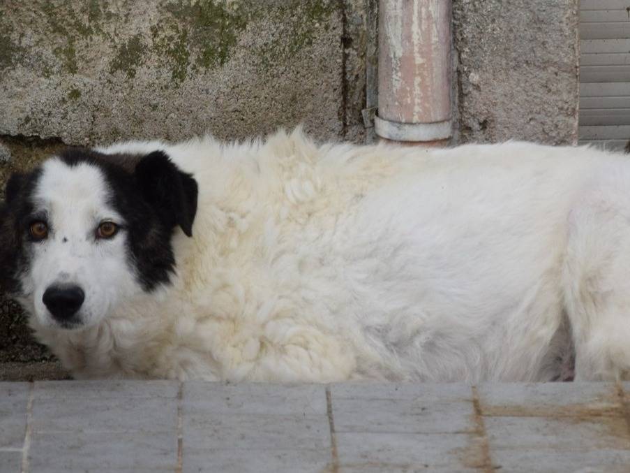 Adozione cane, maschio, Razza sconosciuta Razza sconosciuta, 6 anni e 3 mesi, taglia media, Chieti