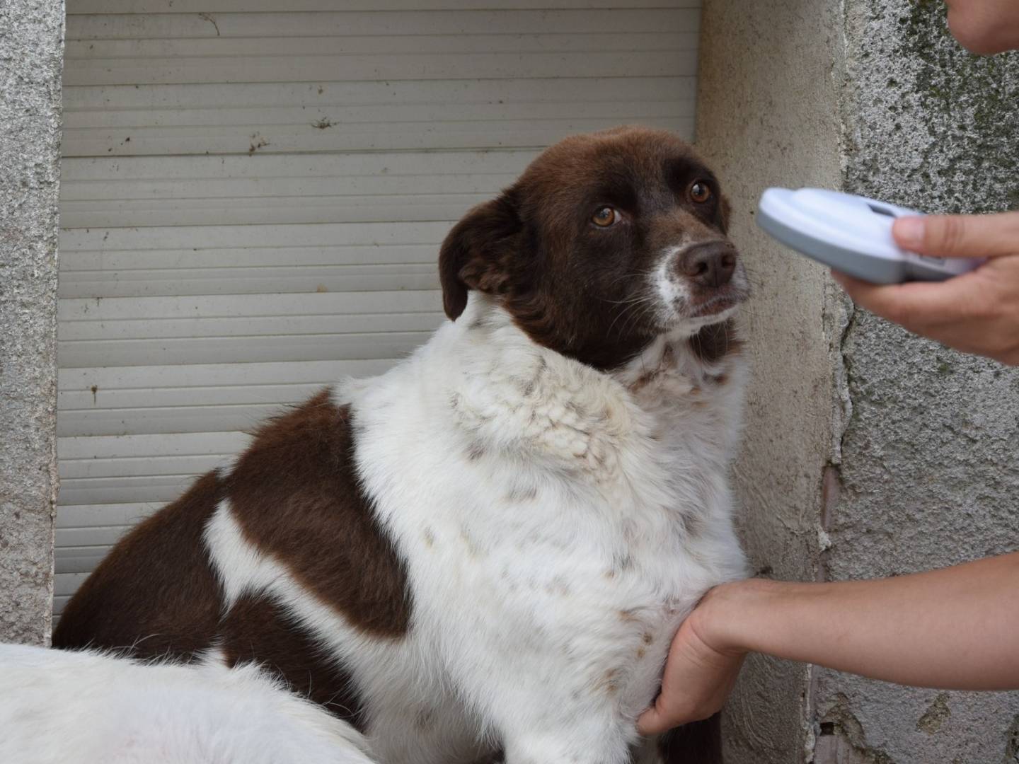 Adozione cane, maschio, Razza sconosciuta Razza sconosciuta, 9 anni, taglia media contenuta, Chieti