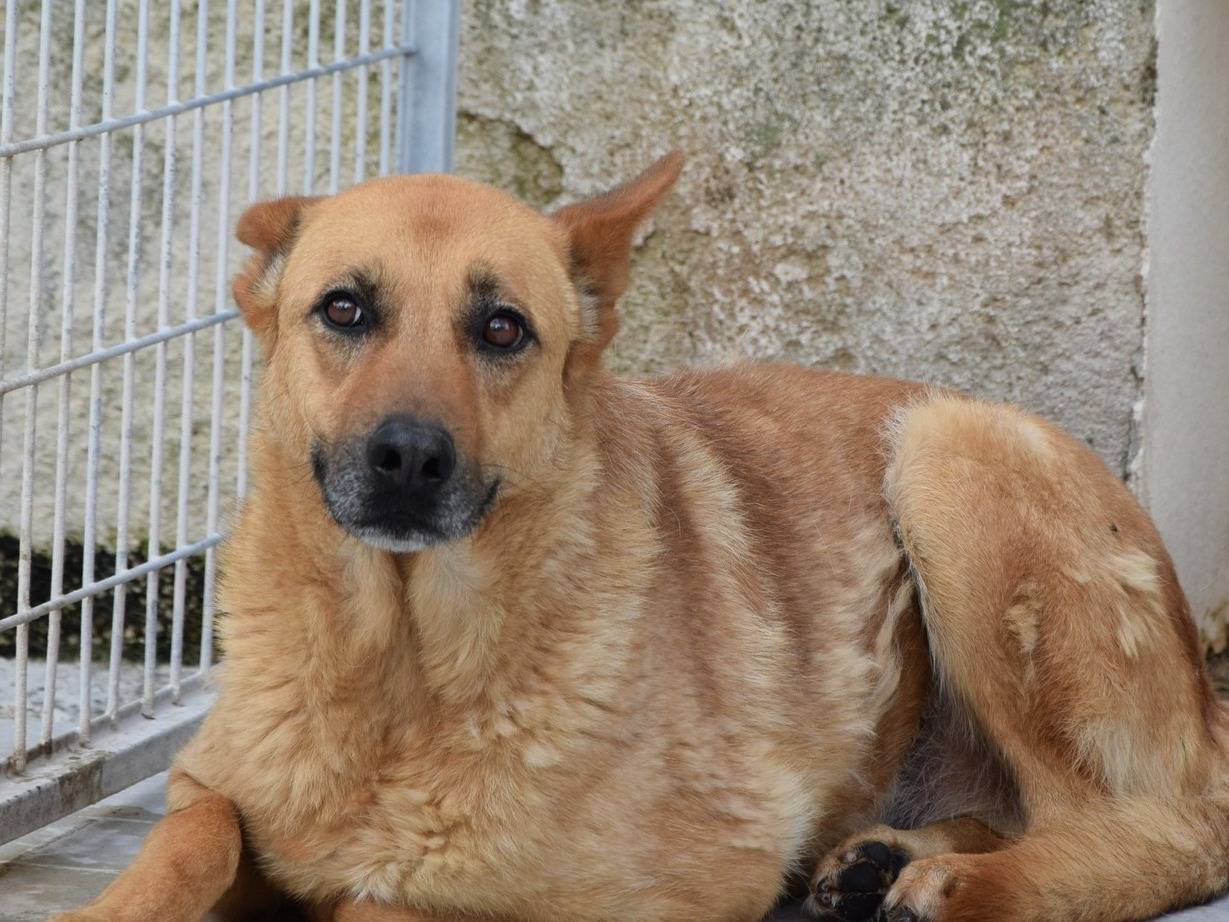 Adozione cane, maschio, Razza sconosciuta Razza sconosciuta, 9 anni, taglia media, Chieti