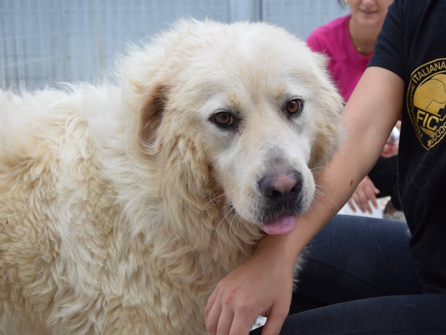 Adozione cane, maschio, Razza sconosciuta Razza sconosciuta, 2 anni e 8 mesi, taglia gigante, Chieti