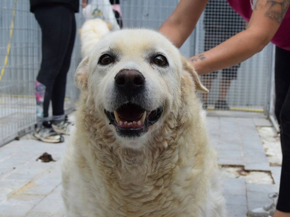 Adozione cane, maschio, Razza sconosciuta Razza sconosciuta, 12 anni e 1 mese, taglia grande, Chieti