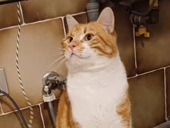 Adozione gatto, maschio, Razza sconosciuta Razza sconosciuta, 2 anni e 2 mesi, taglia non valida, Torino