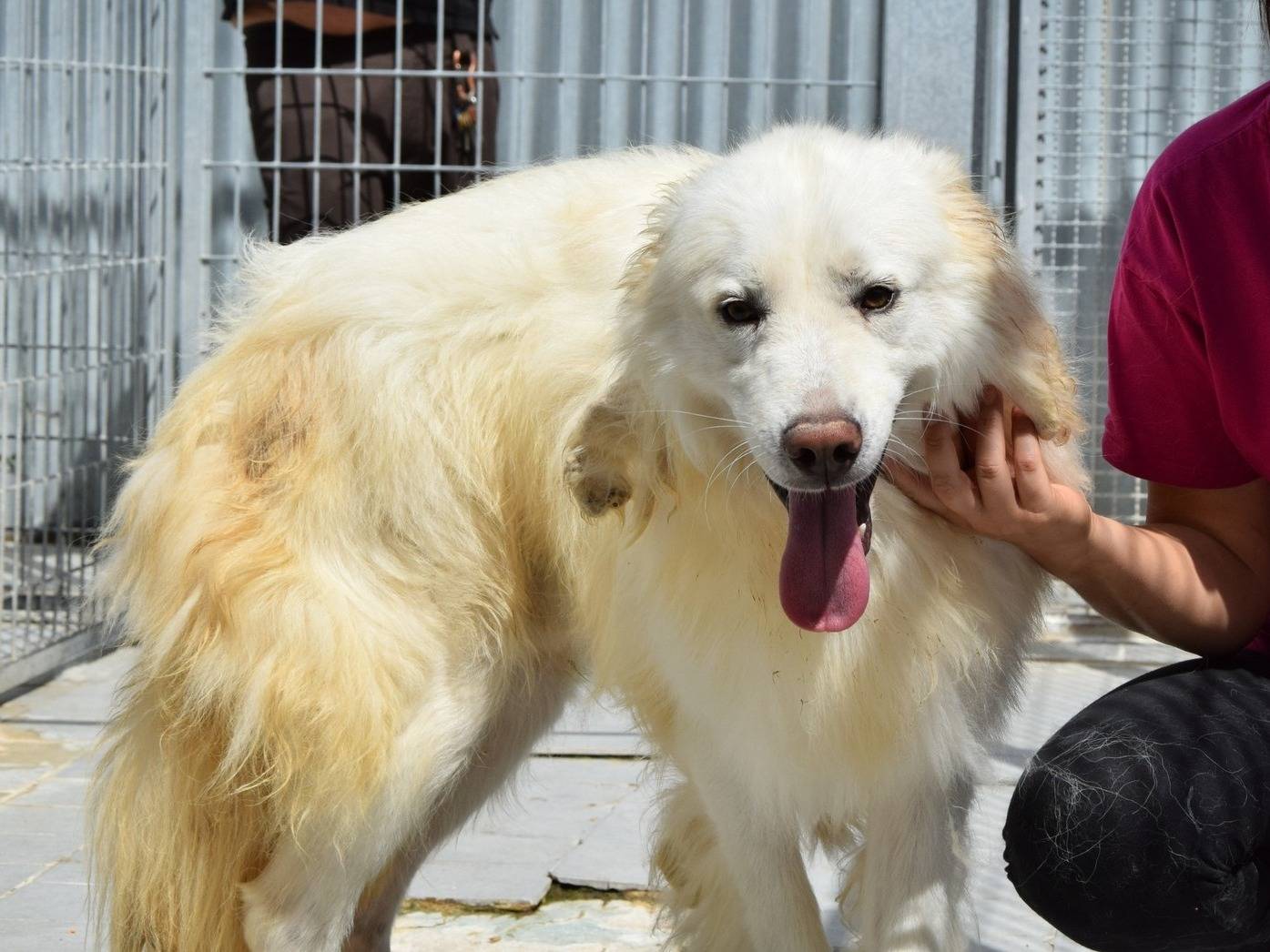 Adozione cane, maschio, Razza sconosciuta Razza sconosciuta, 3 anni e 5 mesi, taglia media, Chieti