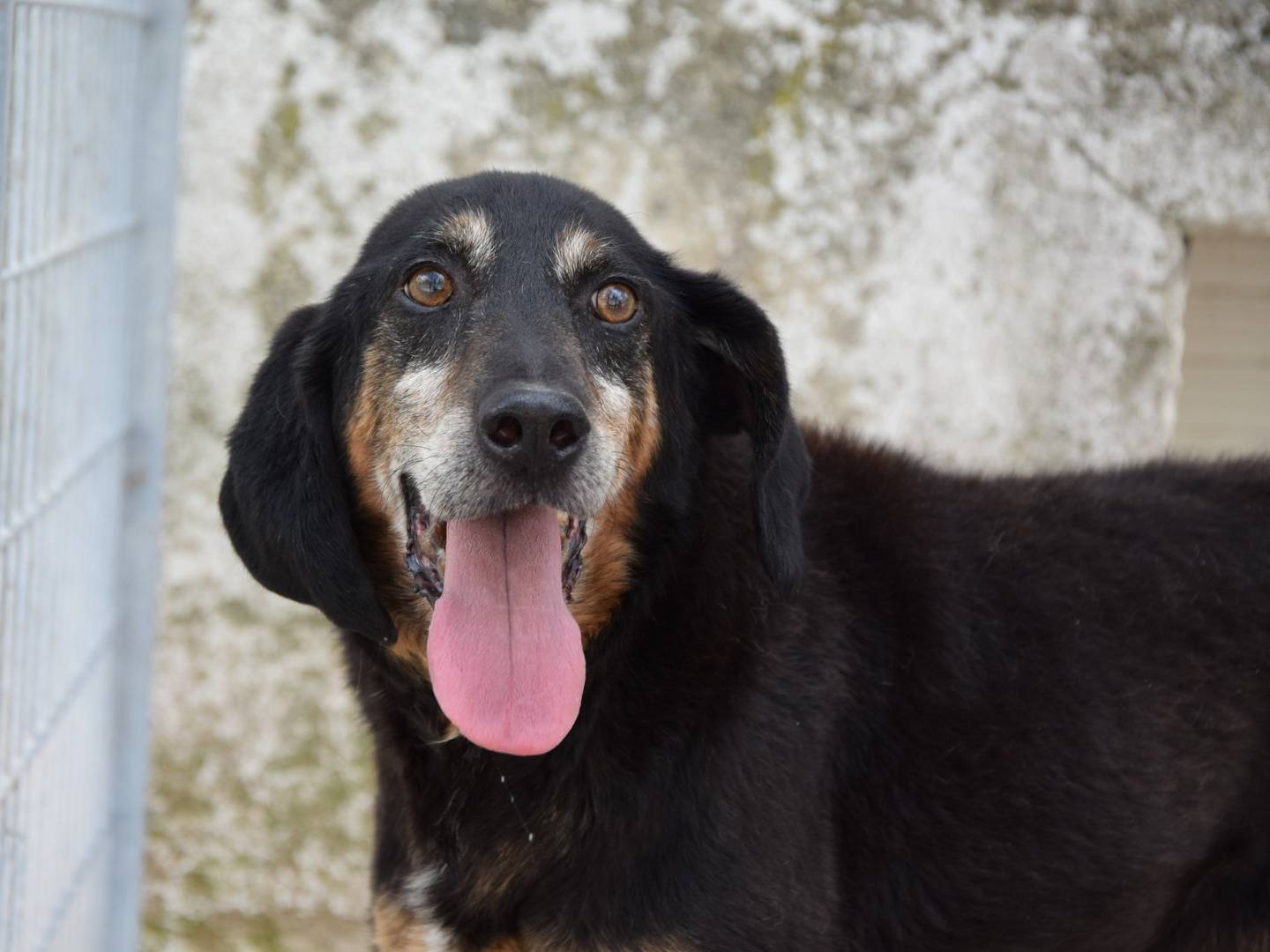 Adozione cane, maschio, Segugio Razza sconosciuta, 9 anni e 11 mesi, taglia media, Chieti