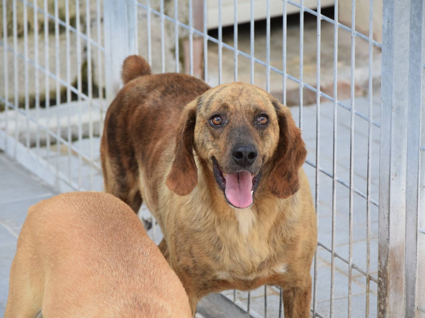 Adozione cane, maschio, Razza sconosciuta Razza sconosciuta, 5 anni e 5 mesi, taglia media contenuta, Chieti