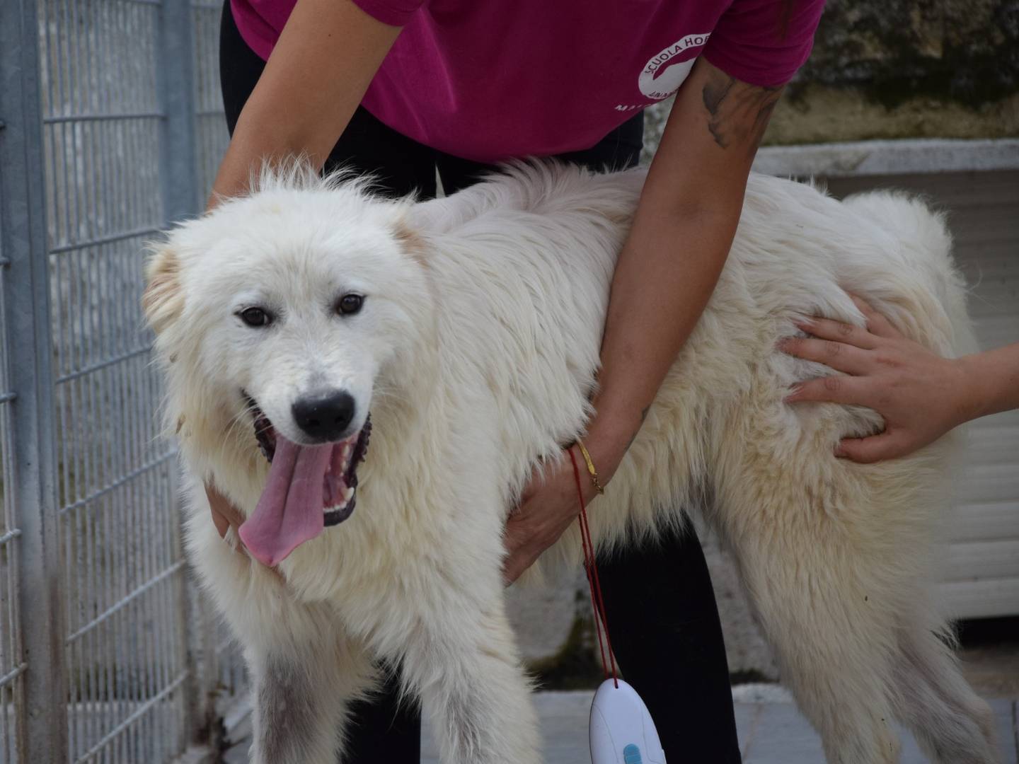 Adozione cane, maschio, Razza sconosciuta Razza sconosciuta, 1 anno e 10 mesi, taglia grande, Chieti