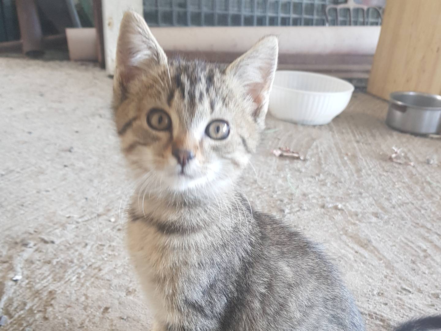 Adozione gatto, maschio, Razza sconosciuta Razza sconosciuta, 3 mesi, taglia non valida, Parma