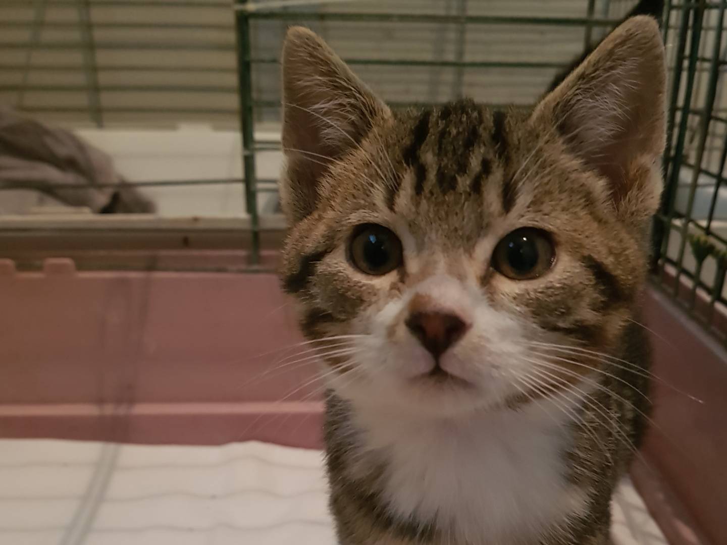 Adozione gatto, maschio, Razza sconosciuta Razza sconosciuta, 3 mesi, taglia non valida, Parma