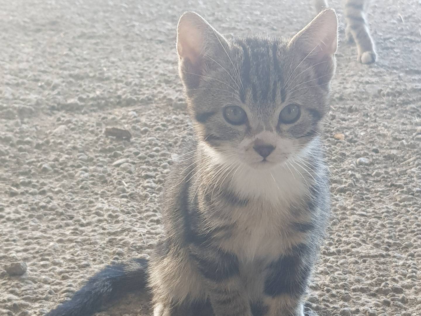 Adotta un gatto, maschio, 3 mesi, Parma
