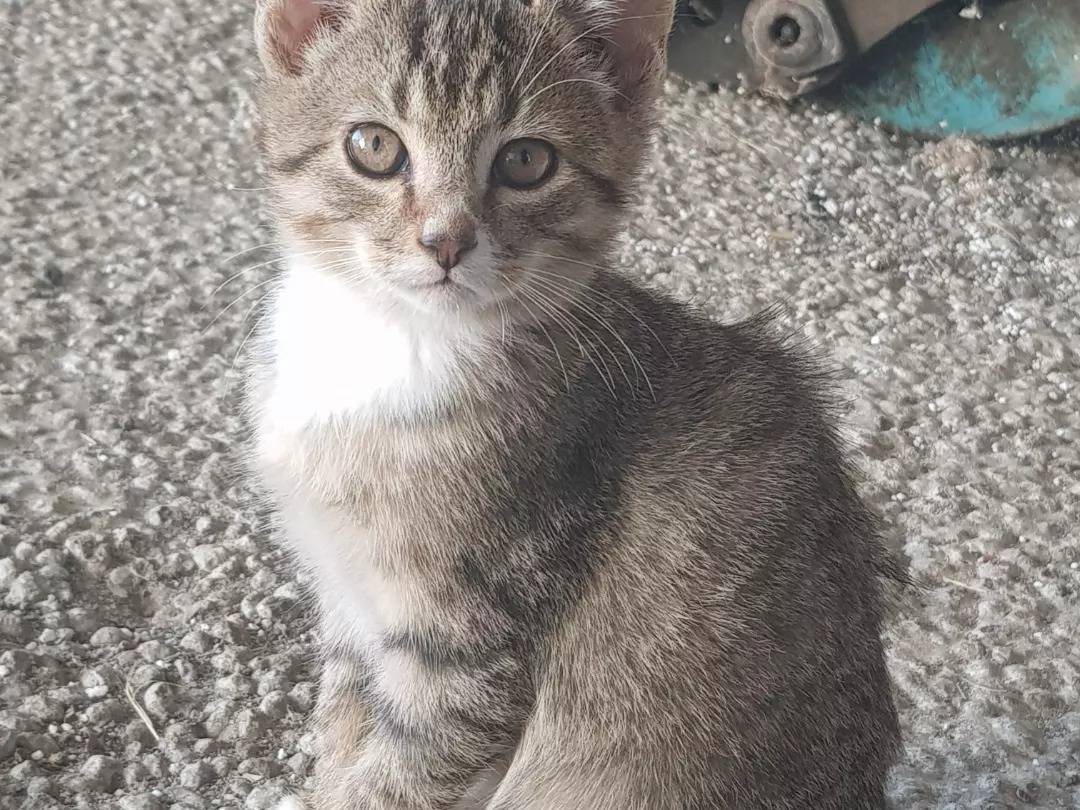 Adozione gatto, maschio, Razza sconosciuta Razza sconosciuta, 3 mesi, taglia non valida, Parma