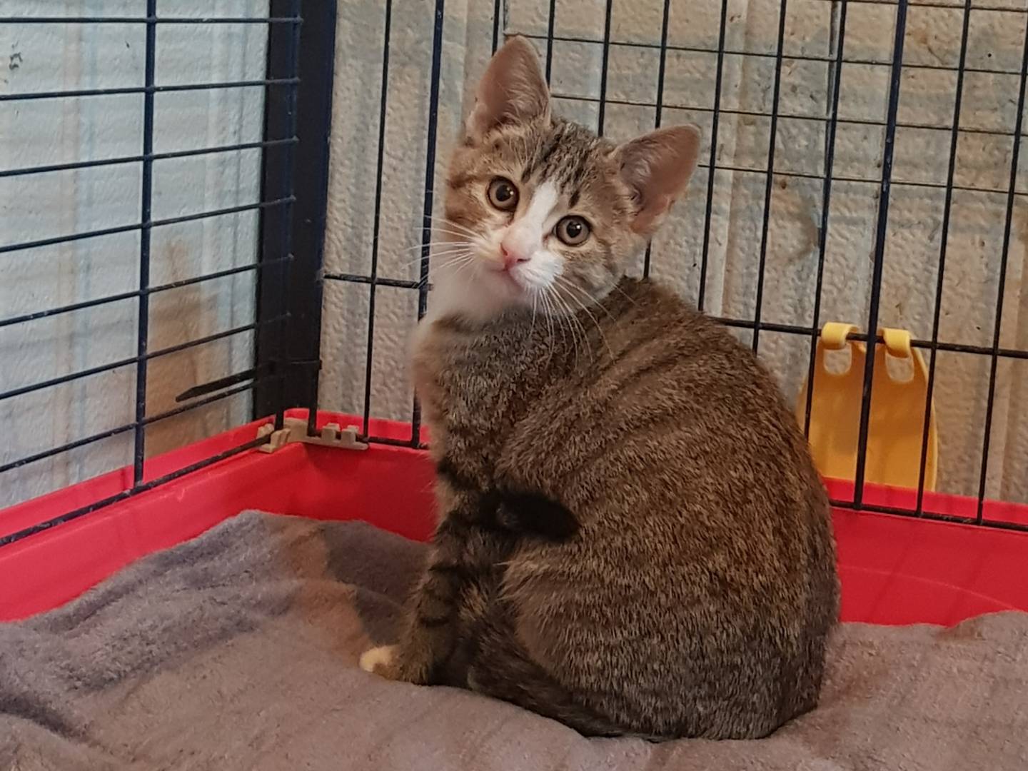 Adozione gatto, femmina, Razza sconosciuta Razza sconosciuta, 4 mesi, taglia non valida, Parma